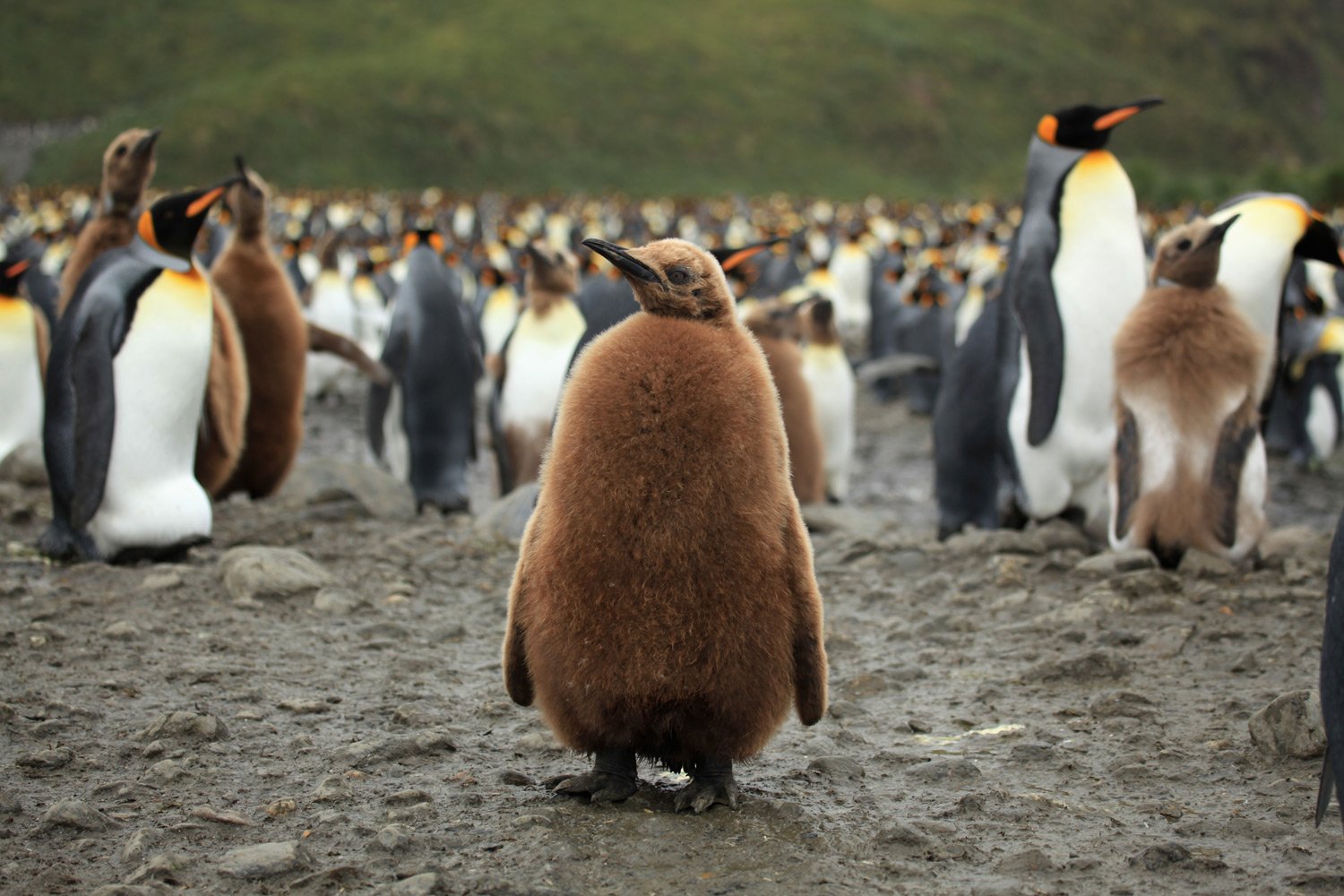 King_Penguin_Chick_at_Salisbury_Plain2-Liam-Quinn-from-Canada-CCSaS2.jpg